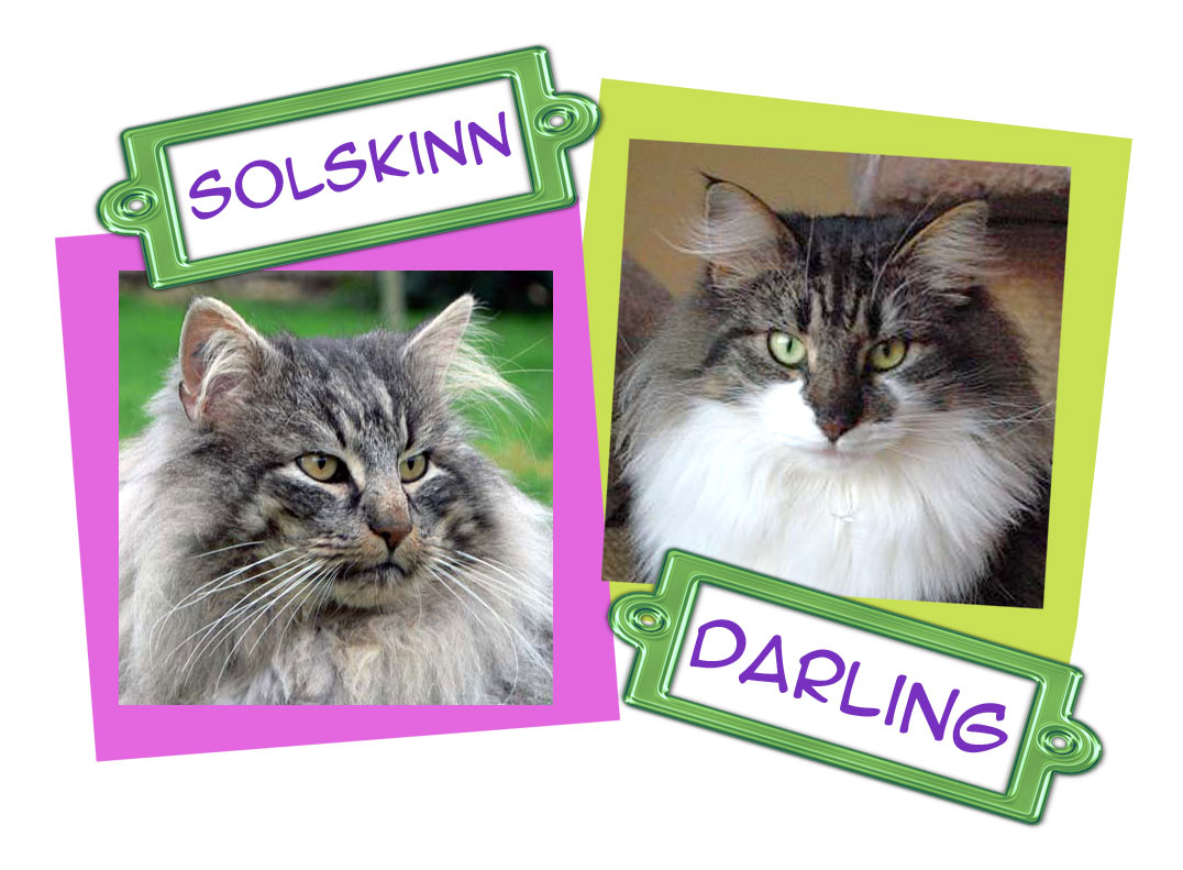 Darling x Solskinn